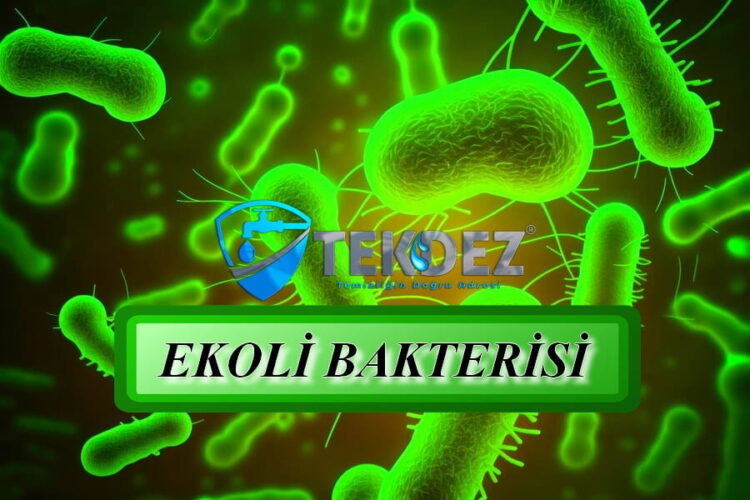 Ekoli Bakterisi