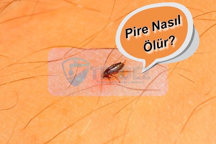 Pire Nasıl Ölür?